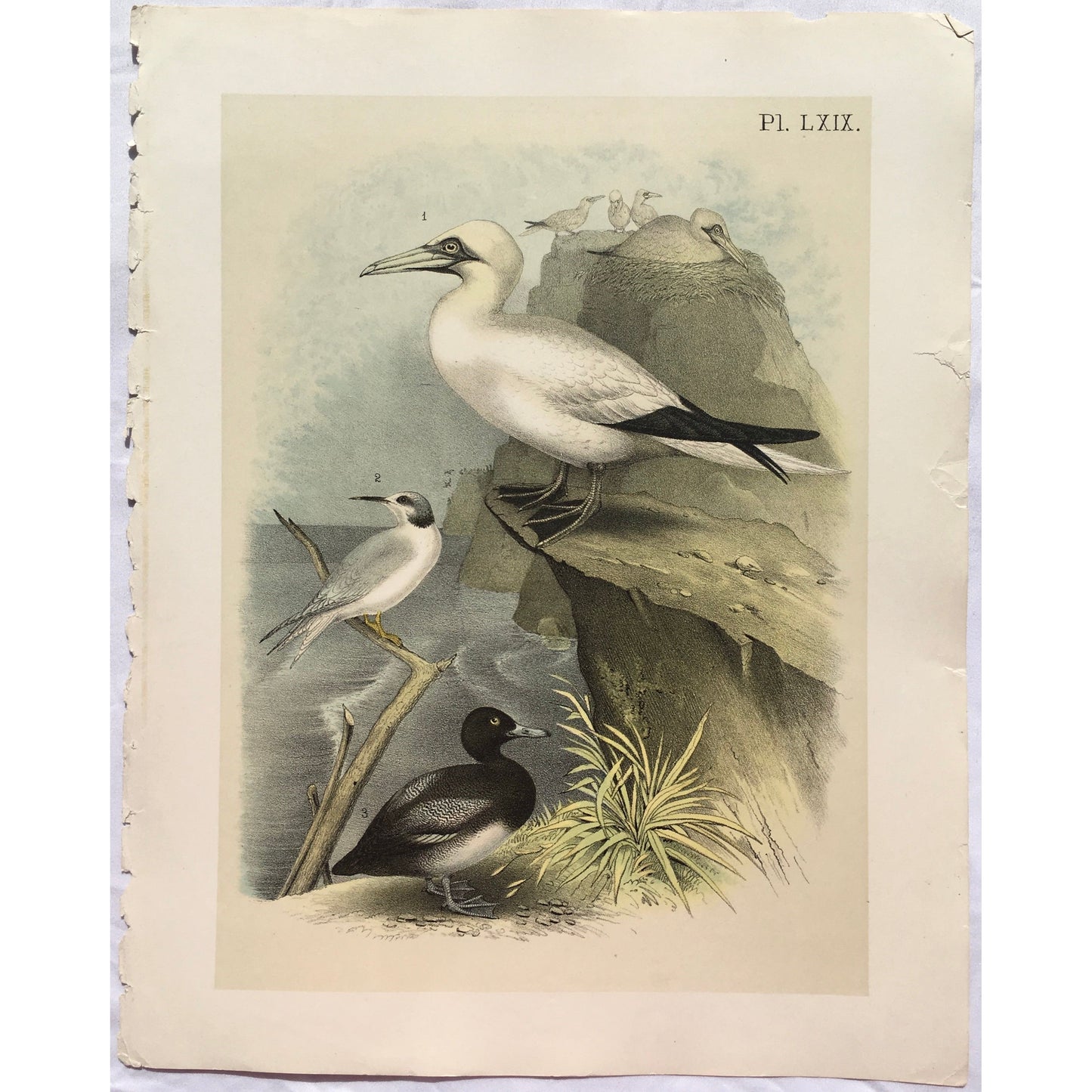 Original antique print of common Gannet, salon goose, Sula bassana from Birds of North America by Studer, published in New York, 1888, beautiful coloured bird print