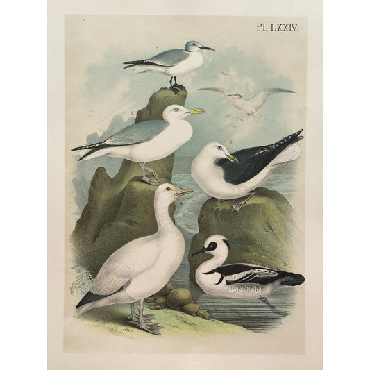 Original antique print of fork-tailed gulls, Xema Sabinei from Birds of North America by Studer, published in New York, 1888, beautiful coloured bird print