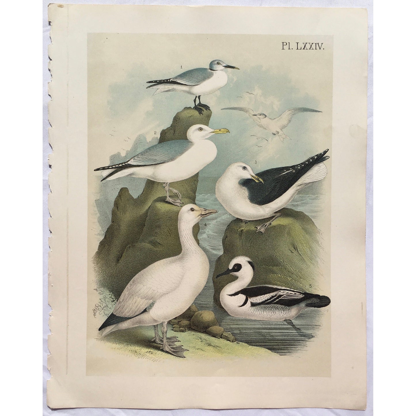 Original antique print of fork-tailed gulls, Xema Sabinei from Birds of North America by Studer, published in New York, 1888, beautiful coloured bird print