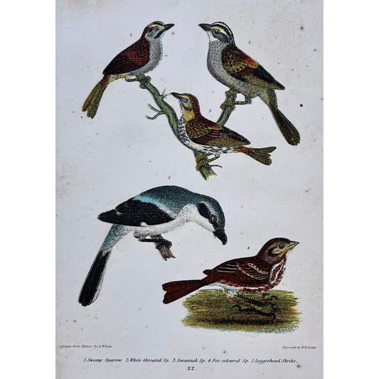 Original antique bird print in color by Alexander Wilson from American Ornithology, 1836 of 1. Swamp Sparrow. 2. White-throated Sp. 3. Savannah Sp. 4. Fox-coloured Sp. 5. Loggerhead Shrike. for sale by Victoria Cooper Antique Prints
