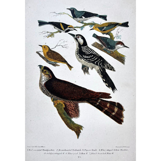 Original antique bird print in color from American Ornithology by Alexander Wilson, 1836 1. Red cocaded Woodpecker. 2. Brown headed Nuthatch. 3. Pigeon Hawk. 4. Blue-winged Yellow Warbler. 5. Golden-winged W. 6. Blue-eyed Yellow W. 7. Black-breasted Blue W. for sale by Victoria Cooper Antique Prints