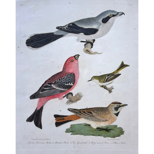 Original antique bird print in color by Alexander Wilson of American Ornithology from 1808, New York of 1. Great American Shrike, or Butcher Bird. 2. Pine Grosbeak. 3. Ruby-crowned Wren. 4. Shore Lark. for sale by Victoria Cooper Antique Prints