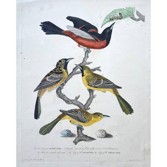 Original antique print in color by Alexander Wilson from American Ornithology from 1808, New York, 1. Oriolus Spurius, Orchard Oriole. 1. Female. 2. and 3. Males of the second and third years. 4. Male in complete plumage. a. Egg of the Orchard Oriole. b. Egg of the Baltimore Oriole. for sale by Victoria Cooper Antique Prints