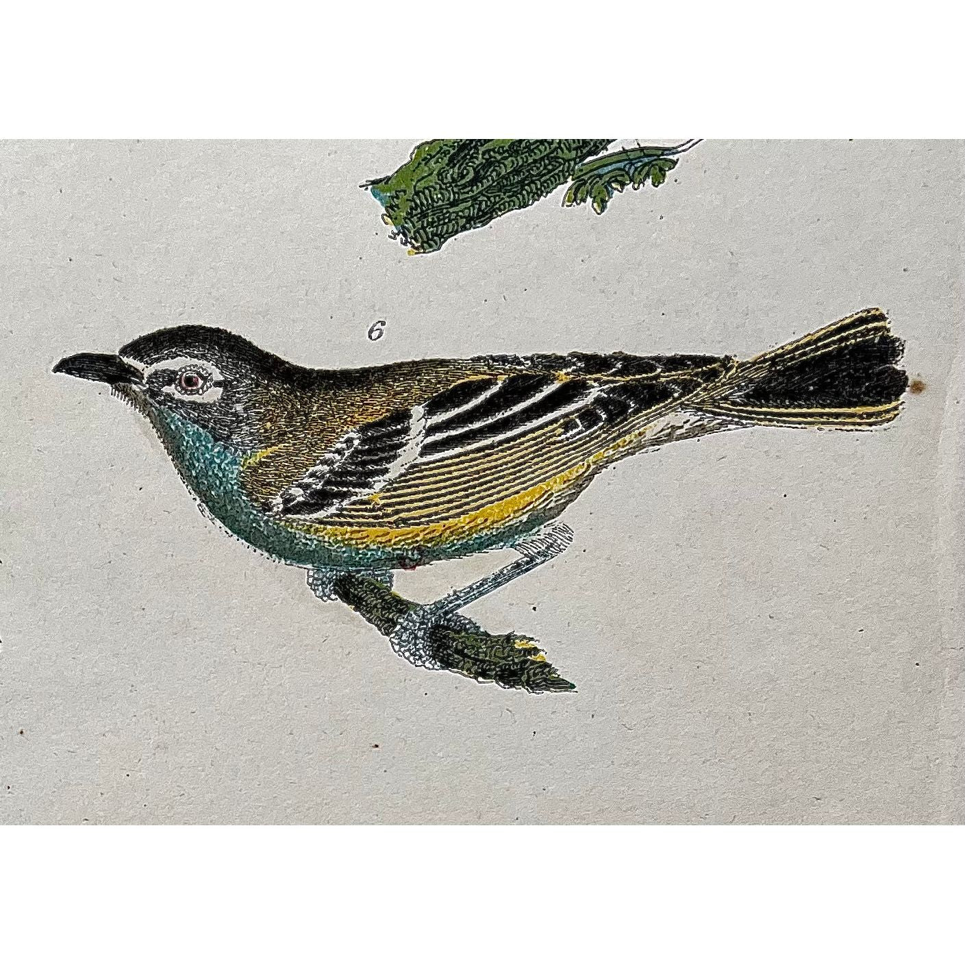 Original color antique bird print by Alexander Wilson from American Ornithology from 1836, 1. American Siskin. 2. Rose breasted Grosbeak. 3. Green black throated Warbler. 4. Yellow rump W. 5. Cerulean W. 6. Solitary Flycatcher. for sale by Victoria Cooper Antique Prints