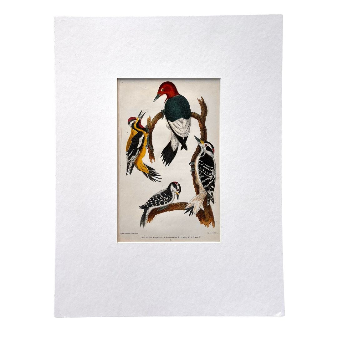 Original matted colored antique bird print by Alexander Wilson for American Ornithology 1836, 1. Red headed Woodpecker. 2. Yellow bellied W. 3 Hairy W. 4. Downy W. for sale by Victoria Cooper Antique Prints