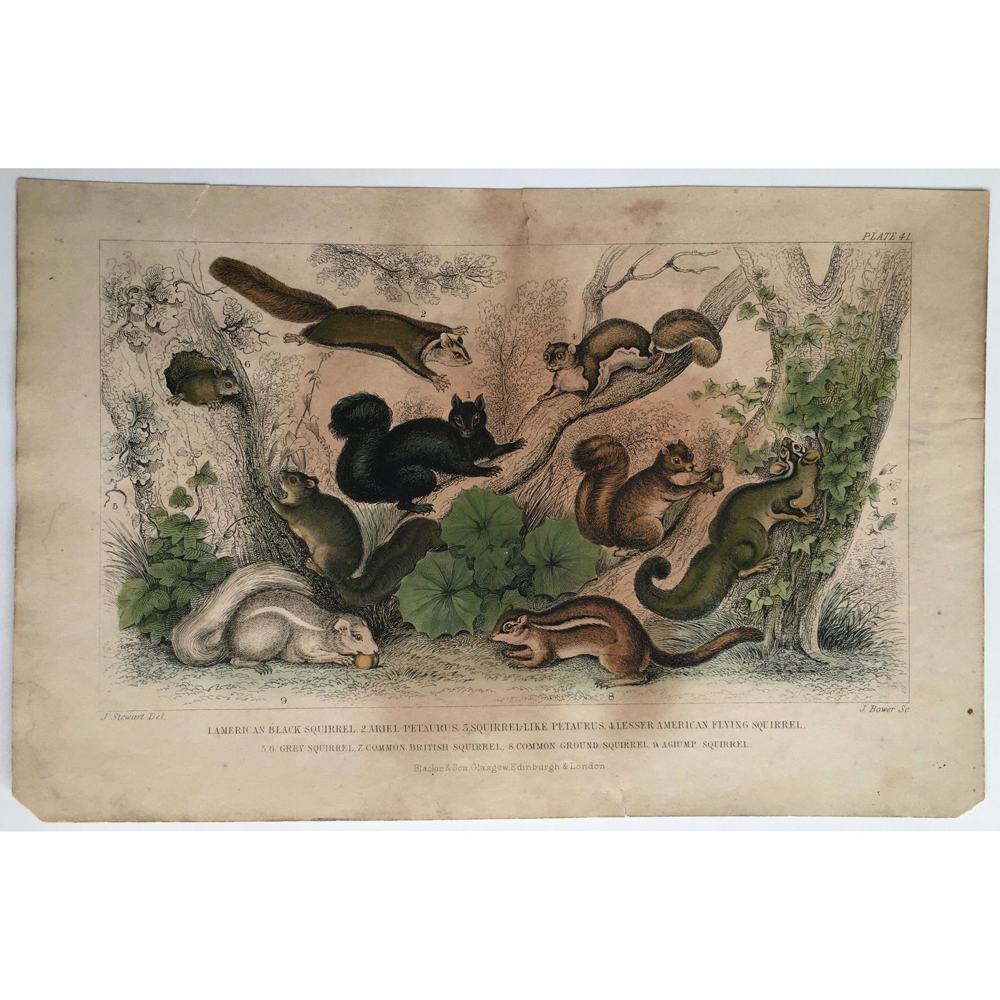 American Black Squirrel, American, Black Squirrel, Squirrel, Ariel Petaurus, Petaurus, Squirrel-like Petaurus, Lesser American Flying Squirrel, Flying Squirrel, Grey Squirrel, Common British Squirrel, British Squirrel, Common Ground Squirrel, Ground Squirrel, Agiump Squirrel, Wild Animals, Oliver Goldsmith, Goldsmith, Natural History, Animals, Wildlife, A History of the Earth and Animated Nature, Nature, Blackie & Son, Blackie and Son, 1852, J. Stewart, J. Bower, Stewart, Bower,