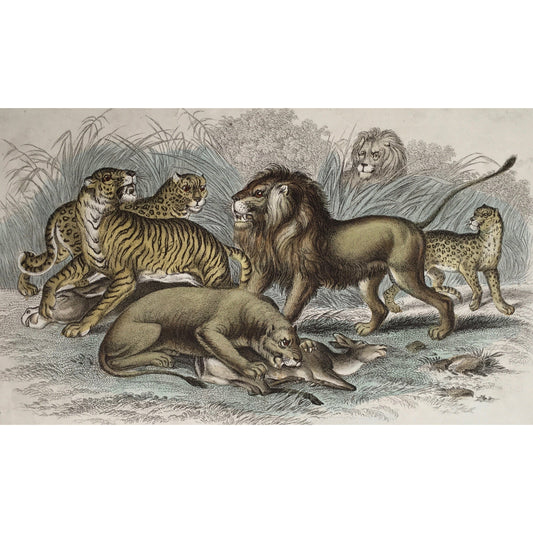 Asiatic Lion, Asiatic, Lion, Asian, Lioness, Bengal Tiger, Bengal, Tiger, Leopard, Jaguar, Big cats, Wild animals, feeding, Oliver Goldsmith, Goldsmith, Natural History, Animals, Wildlife, A History of the Earth and Animated Nature, Nature, Blackie & Son, Blackie and Son, 1852, Coloured Colorful, J. Stewart, J. Miller, Stewart, Miller, Antique, Prints, Printmaking, Old Prints, Old Animal Prints, Animal Prints, Vintage Prints, Home Decor, Vintage Decor