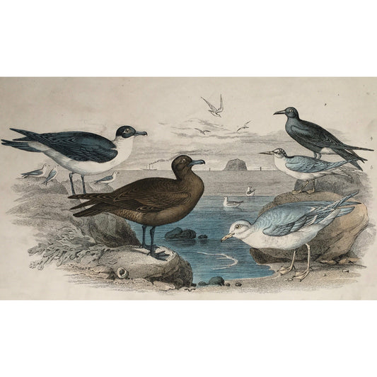 Black Toed Gull, Gull, Gulls, Seagulls, Richardson's Skua, Skua, Glaucous Gull, Black Tern, Tern, Lesser Tern, Bird, Birds, Ornithology, Oliver Goldsmith, Goldsmith, Natural History, Animals, Wildlife, A History of the Earth and Animated Nature, Nature, Blackie & Son, Blackie and Son, 1852, Coloured Colorful, J. Stewart, John Sanderson, Stewart, Sanderson, Antique Prints, Prints, Antique, Old Prints, Home Decor, Design, Art, Wall Art, 