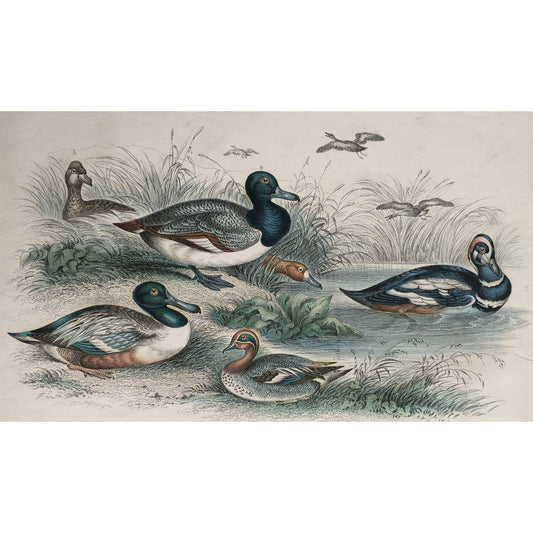 Blue Winged Shoveler, Shoveler, Broad Bill, Teal, Harlequin Duck, Duck, Ducks, Scaup Duck, Female Scaup Duck, Red Headed Pochard, Pochard, Bird, Birds, Ornithology, Oliver Goldsmith, Goldsmith, Natural History, Animals, Wildlife, A History of the Earth and Animated Nature, Nature, Blackie & Son, Blackie and Son, 1852, Coloured Colorful, J. Stewart, J. Bishop, Stewart, Bishop, Antique Prints, Vintage, Original, Art, Wall decor, Old Prints, Old Books, Rare Books,