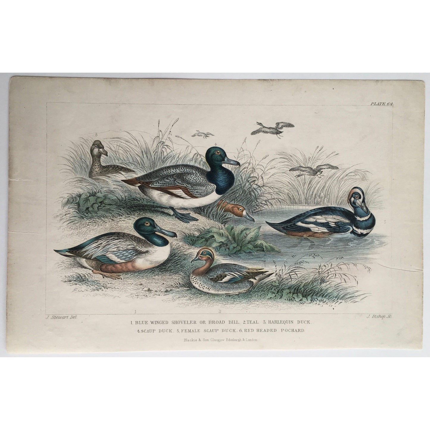 Blue Winged Shoveler, Shoveler, Broad Bill, Teal, Harlequin Duck, Duck, Ducks, Scaup Duck, Female Scaup Duck, Red Headed Pochard, Pochard, Bird, Birds, Ornithology, Oliver Goldsmith, Goldsmith, Natural History, Animals, Wildlife, A History of the Earth and Animated Nature, Nature, Blackie & Son, Blackie and Son, 1852, Coloured Colorful, J. Stewart, J. Bishop, Stewart, Bishop, Antique Prints, Vintage, Original, Art, Wall decor, Old Prints, Old Books, Rare Books,