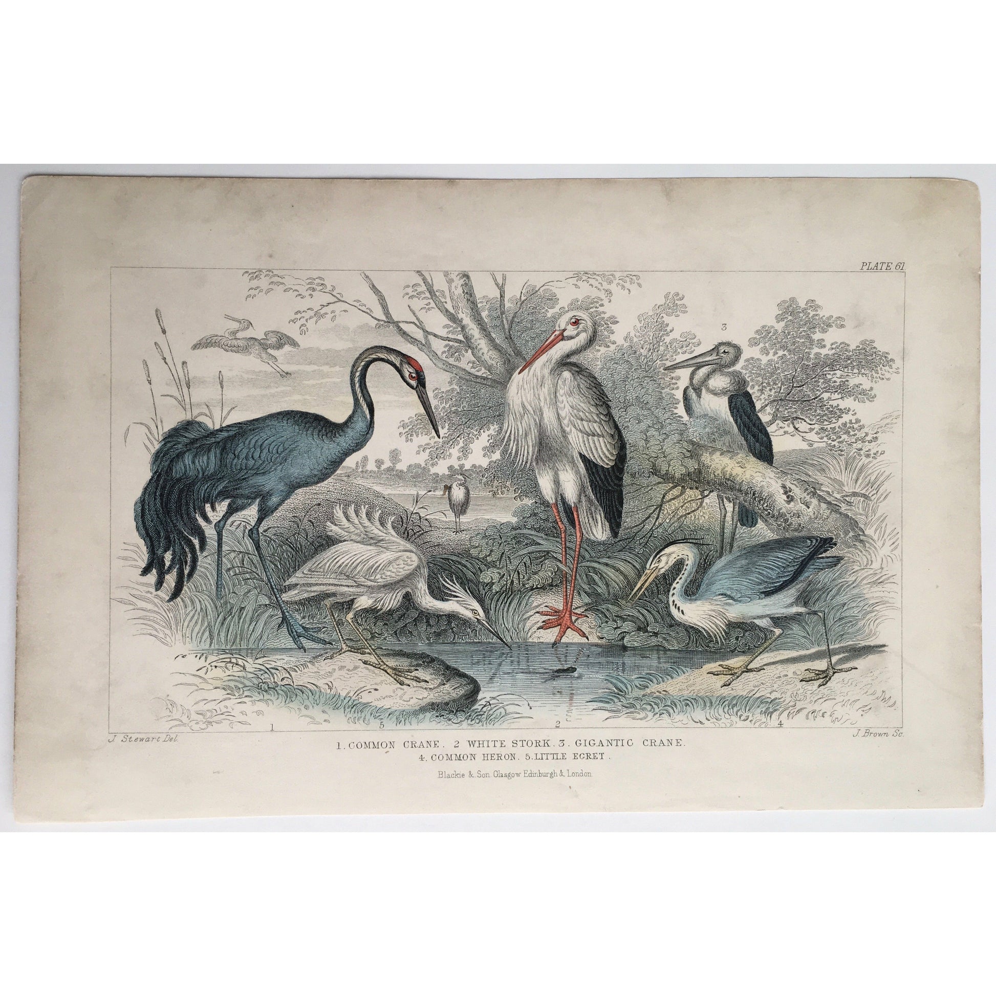 Common Crane, Crane, Cranes, White Stork, Stork, Gigantic Crane, Common Heron, Heron, Little Egret, Egret, Bird, Birds, Ornithology, Oliver Goldsmith, Goldsmith, Natural History, Animals, Wildlife, A History of the Earth and Animated Nature, Nature, Blackie & Son, Blackie and Son, 1852, Coloured Colorful, J. Stewart, J. Brown, Stewart, Brown, Antique Prints, Antique, Prints, Old Prints, Old Books, Rare Prints,