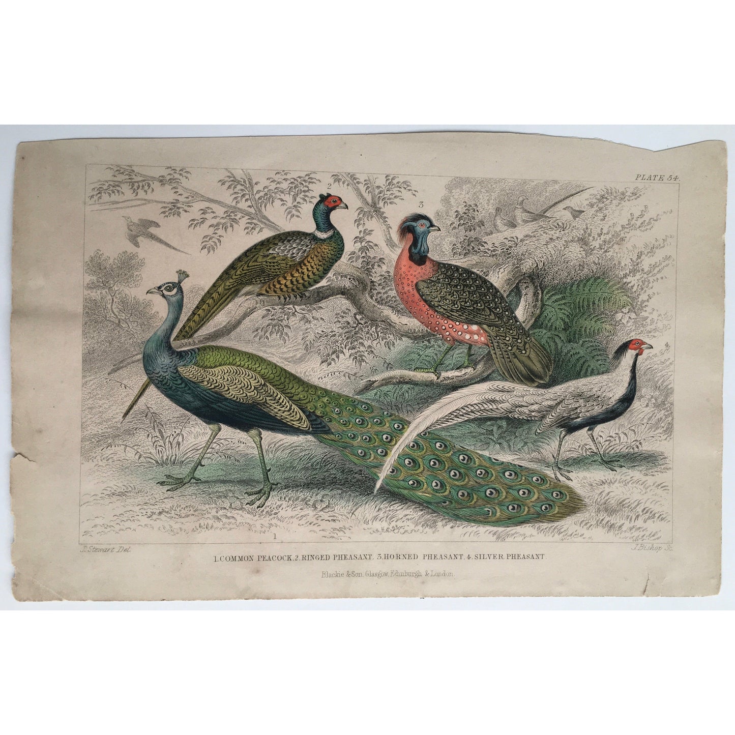 Peacock, Common Peacock, Pheasant, Ringed Pheasant, Horned Pheasant, Silver Pheasant, Bird, Birds, Ornithology, Oliver Goldsmith, Goldsmith, Natural History, Animals, Wildlife, A History of the Earth and Animated Nature, Nature, Blackie & Son, Blackie and Son, 1852, Coloured Colorful, J. Stewart, J. Bishop, Stewart, Bishop, Antique Prints, Old Books, Rare Prints, Rare Books, Original, Engravings, Art, Decor, Design, Engraving, Birds, 