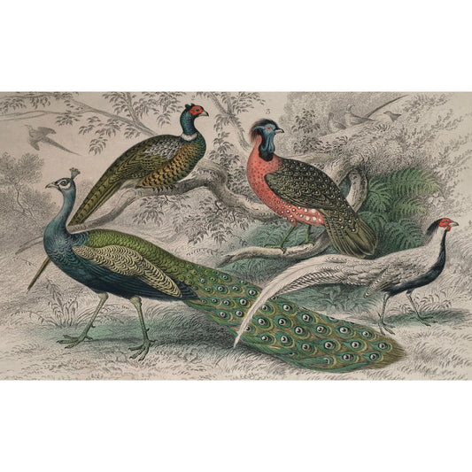 Peacock, Common Peacock, Pheasant, Ringed Pheasant, Horned Pheasant, Silver Pheasant, Bird, Birds, Ornithology, Oliver Goldsmith, Goldsmith, Natural History, Animals, Wildlife, A History of the Earth and Animated Nature, Nature, Blackie & Son, Blackie and Son, 1852, Coloured Colorful, J. Stewart, J. Bishop, Stewart, Bishop, Antique Prints, Old Books, Rare Prints, Rare Books, Original, Engravings, Art, Decor, Design, Engraving, Birds, 