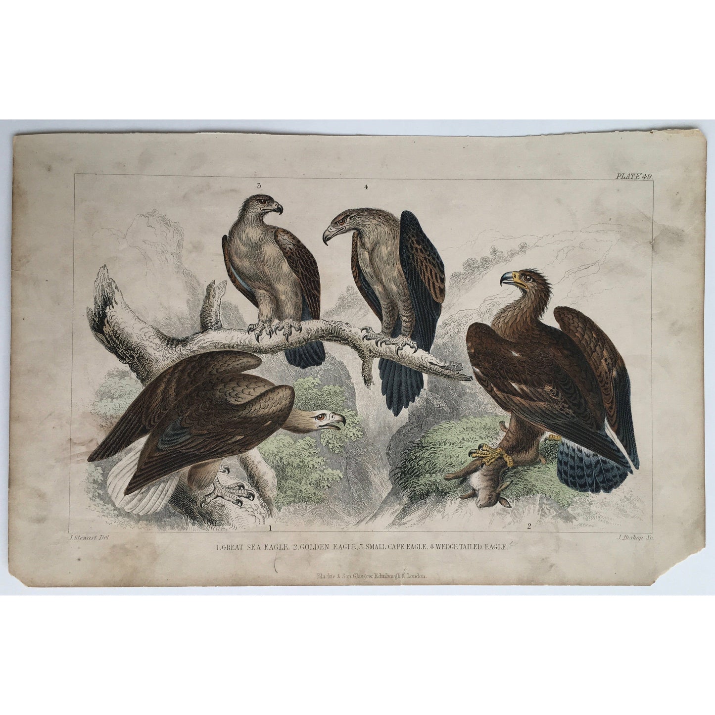 Eagle, Eagles, Great Sea Eagle, Sea Eagle, Golden Eagle, Small Cape Eagle, Cape Eagle, Wedge Tailed Eagle, Bird, Birds, Ornithology, Oliver Goldsmith, Goldsmith, Natural History, Animals, Wildlife, A History of the Earth and Animated Nature, Nature, Blackie & Son, Blackie and Son, 1852, Coloured Colorful, J. Stewart, J. Bishop, Stewart, Bishop, Antique, Prints, Old Prints, Old Books, Vintage, Original, Home decor, Wall art, Artwork, History,