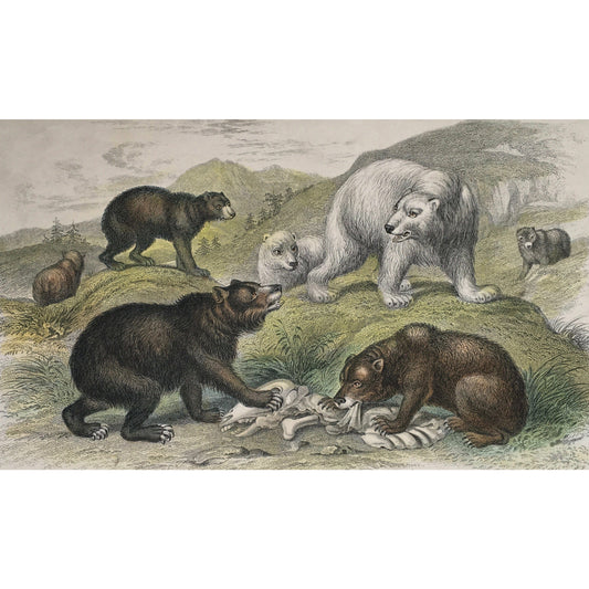 Bear, Bears, Grisly Bear, Grisly, European Brown Bear, Brown Bear, European, Polar Bear, Feeding, Carnage, Carcas, Eating, Oliver Goldsmith, Goldsmith, Natural History, Animals, Wildlife, A History of the Earth and Animated Nature, Nature, Blackie & Son, Blackie and Son, 1852, Coloured Colorful, J. Stewart, J. Bishop, Stewart, Bishop, Antique Prints, Old Prints, Vintage, Original, Rare Prints, Rare Books, Home decor, Wall decor, Unique Prints, 