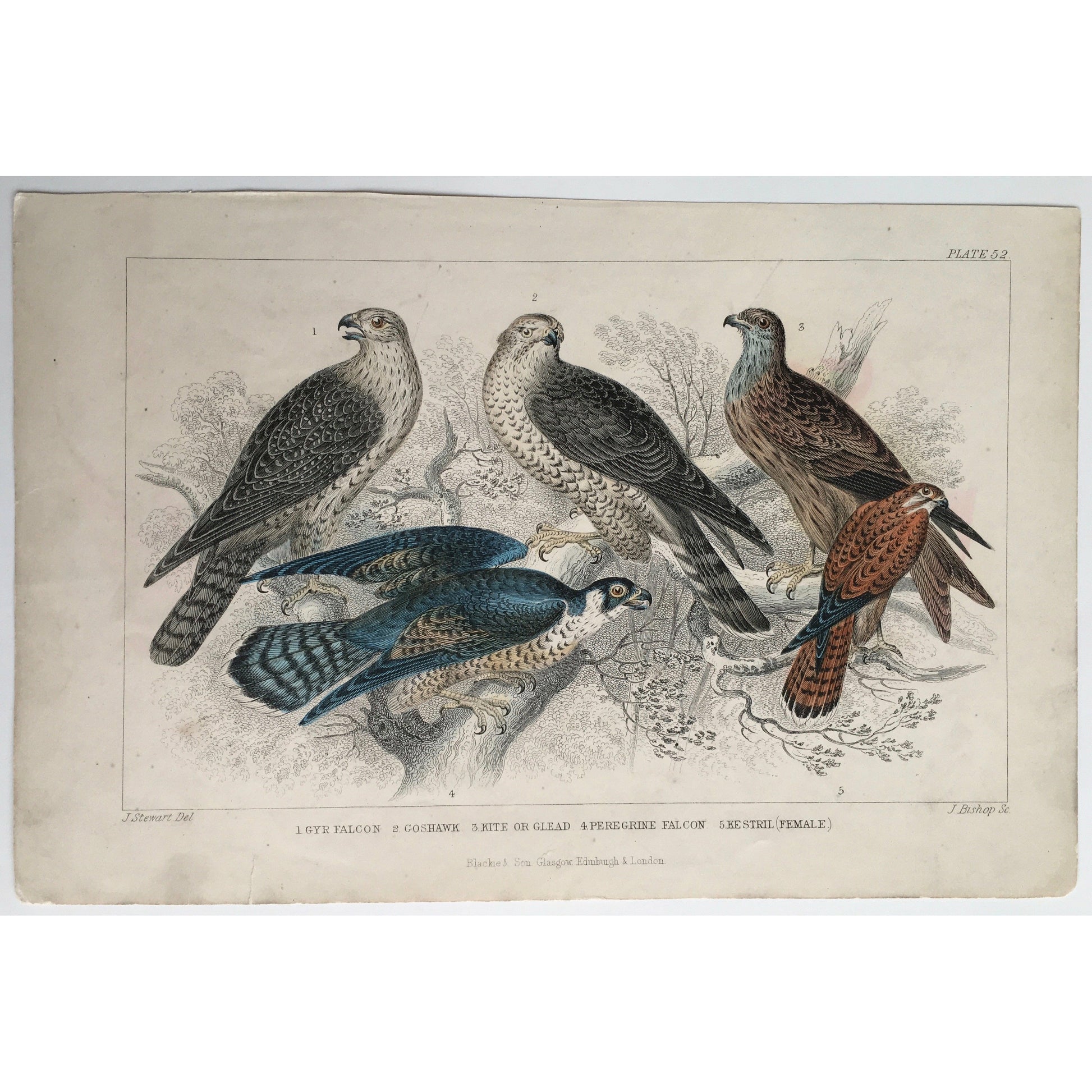 Falcon, Falconry, Gyr Falcon, Goshawk, Hawk, Kite, Glead, Peregrine Falcon, Kestril, Female Kestril, Bird, Birds, Ornithology, Oliver Goldsmith, Goldsmith, Natural History, Animals, Wildlife, A History of the Earth and Animated Nature, Nature, Blackie & Son, Blackie and Son, 1852, Coloured Colorful, J. Stewart, J. Bishop, Stewart, Bishop, Antique Books, Old Prints, Rare Prints, Antique Prints, Original, Wall art, Wall decor, 