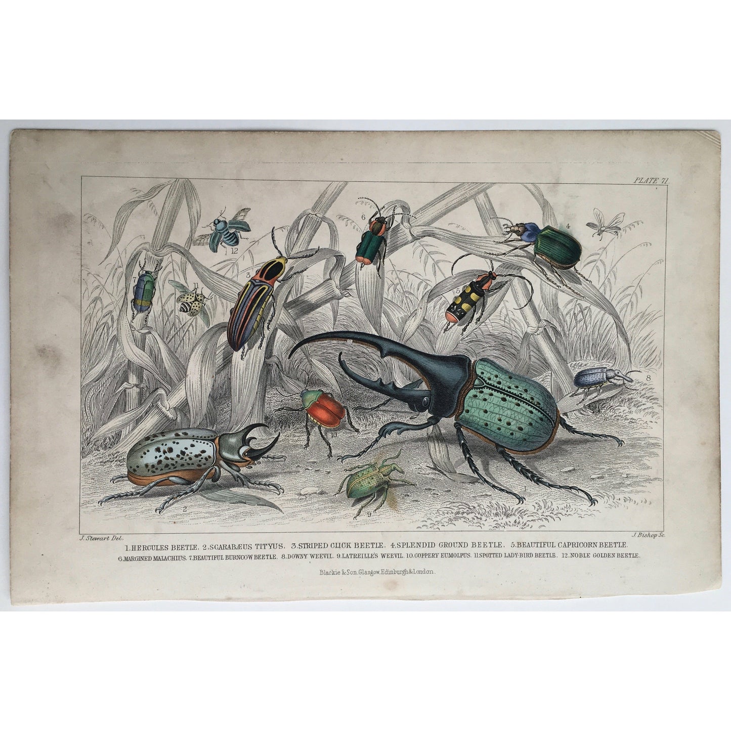 Beetle, Beetles, Hercules, Hercules Beetle, Scarabaeus Beetle, Scarab, Stripped Click Beetle, Splendid Ground Beetle, Ground Beetle, Beautiful Capricorn Beetle, Capricorn Beetle, Margined malachius, Margined Malachius, Beautiful Burncow Beetle, Burncow Beetle, Downy Weevil, Latreille's Wevil, Wevil, Coppery Eumolpus, Spotted Lady-Bird Beetle, Lady-bird Beetle, Noble Golden Beetle, Golden Beetle, Insects, Entomology, Oliver Goldsmith, Goldsmith, Natural History,