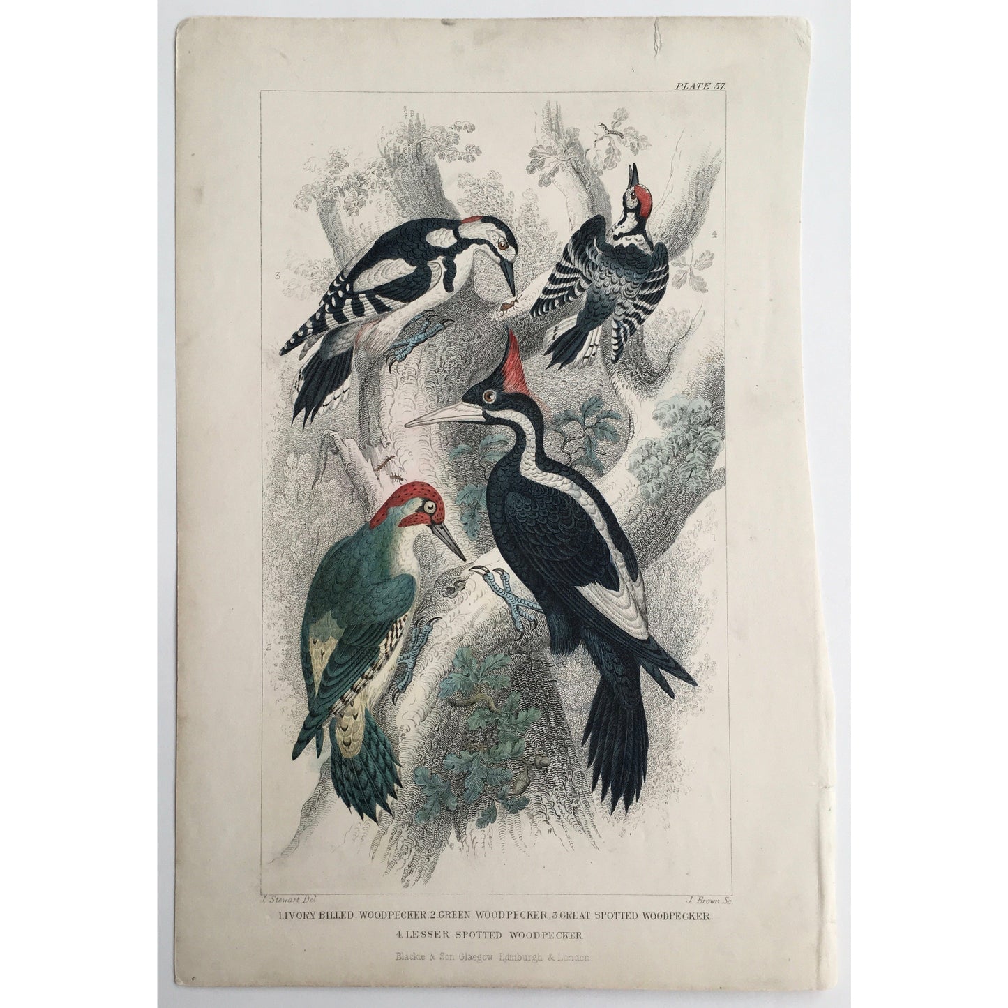 Woodpecker, Ivory Billed Woodpecker, Green Woodpecker, Great Spotted Woodpecker, Lesser Spotted Woodpecker, Bird, Birds, Ornithology, Oliver Goldsmith, Goldsmith, Natural History, Animals, Wildlife, A History of the Earth and Animated Nature, Nature, Blackie & Son, Blackie and Son, 1852, Coloured Colorful, J. Stewart, J. Brown, Stewart, Brown, Old Prints, Old Books, Antique, Prints, Art, Home decor, Wall art,