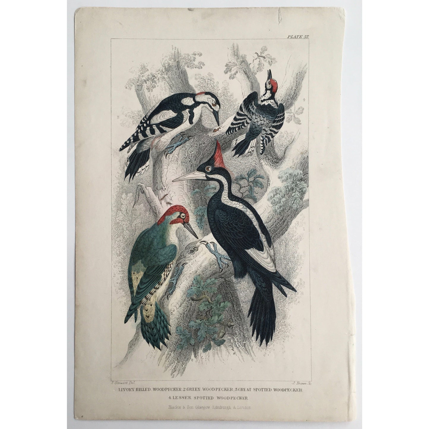 Woodpecker, Ivory Billed Woodpecker, Green Woodpecker, Great Spotted Woodpecker, Lesser Spotted Woodpecker, Bird, Birds, Ornithology, Oliver Goldsmith, Goldsmith, Natural History, Animals, Wildlife, A History of the Earth and Animated Nature, Nature, Blackie & Son, Blackie and Son, 1852, Coloured Colorful, J. Stewart, J. Brown, Stewart, Brown, Old Prints, Old Books, Antique, Prints, Art, Home decor, Wall art, 