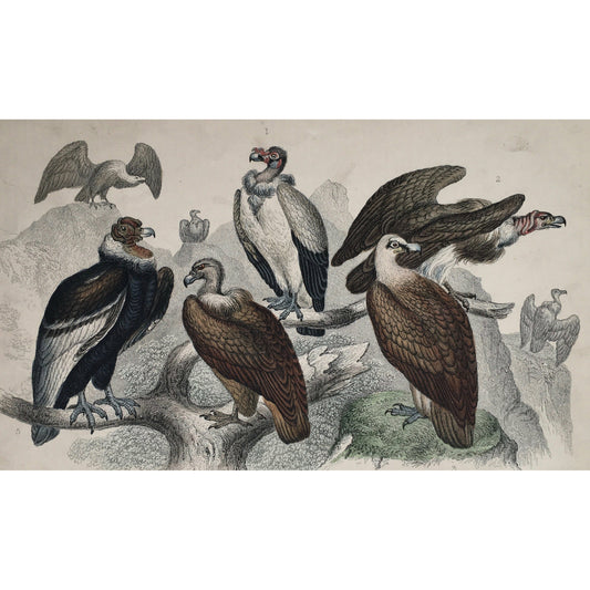 Vulture, King of the Vultures, King Vulture, Sociable Vulture, Bearded Vulture, Lammergeyer, Griffon Vulture, Condor, Bird, Birds, Ornithology, Oliver Goldsmith, Goldsmith, Natural History, Animals, Wildlife, A History of the Earth and Animated Nature, Nature, Blackie & Son, Blackie and Son, 1852, Coloured Colorful, J. Stewart, J. Brown, Stewart, Brown, Antique, Prints, Vintage, Home decor, Wall Art, Original, Collectable, Rare Prints, Unique,