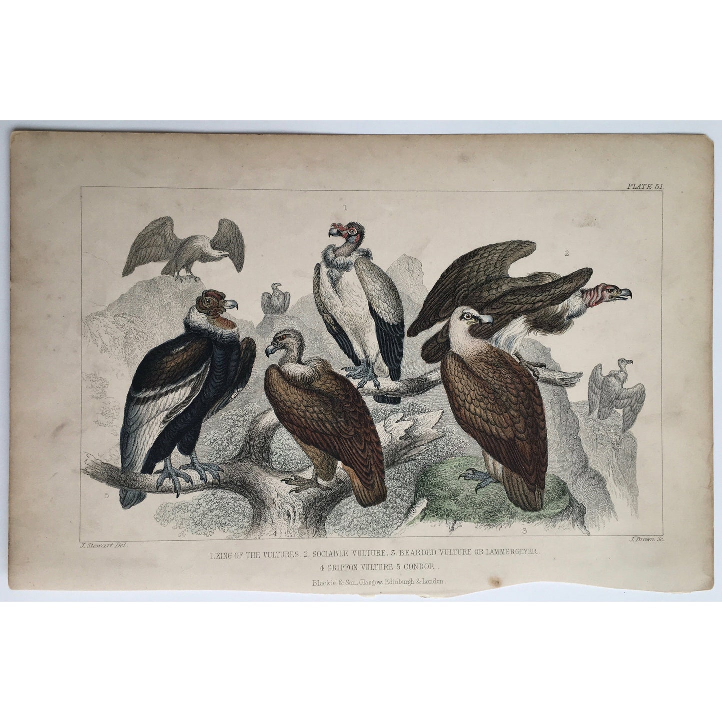 Vulture, King of the Vultures, King Vulture, Sociable Vulture, Bearded Vulture, Lammergeyer, Griffon Vulture, Condor, Bird, Birds, Ornithology, Oliver Goldsmith, Goldsmith, Natural History, Animals, Wildlife, A History of the Earth and Animated Nature, Nature, Blackie & Son, Blackie and Son, 1852, Coloured Colorful, J. Stewart, J. Brown, Stewart, Brown, Antique, Prints, Vintage, Home decor, Wall Art, Original, Collectable, Rare Prints, Unique,
