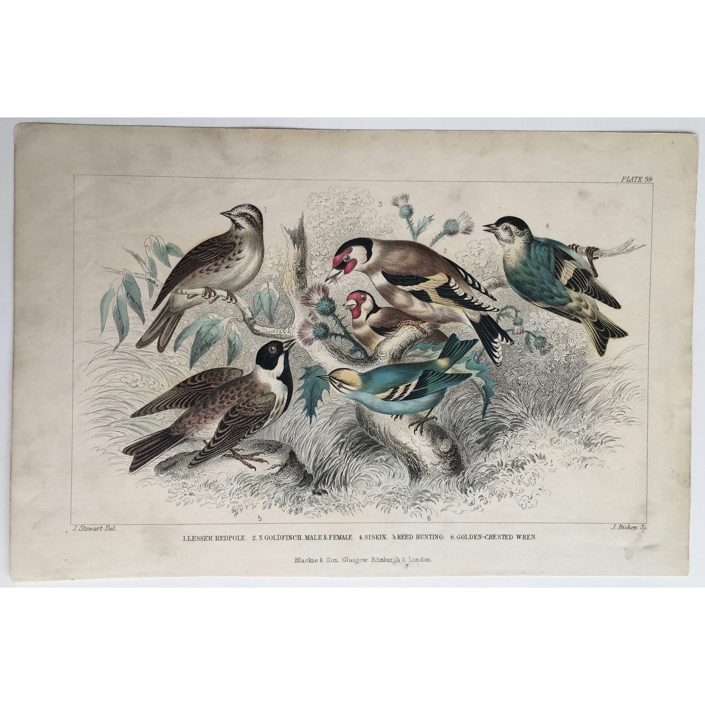 Lesser Repole, Redpole, Goldfinch, Female Goldfinch, Male Goldfinch, Siskin, Reed Bunting, Bunting, Golden-Crested Wren, Wren, Bird, Birds, Ornithology, Oliver Goldsmith, Goldsmith, Natural History, Animals, Wildlife, A History of the Earth and Animated Nature, Nature, Blackie & Son, Blackie and Son, 1852, Coloured Colorful, J. Stewart, J. Bishop, Stewart, Bishop, Antique Prints, Antique, Prints, Old Prints, History, Natural History, Art, Decor, Design, Detail, 