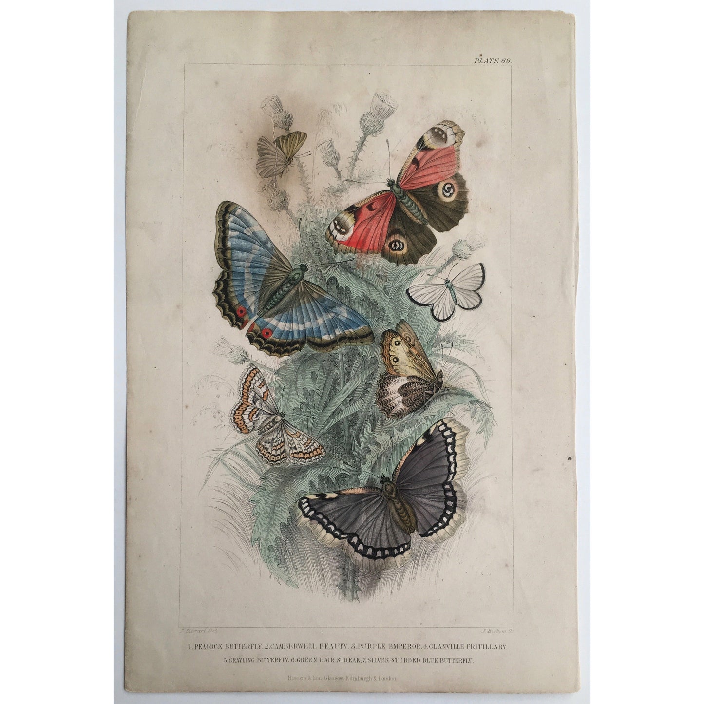 Butterfly, Butterflies, Peacock Butterfly, Camberwell Beauty, Purple Emperor, Emperor Butterfly, Granville Fritillary, Granville, Fritillary, Grayling Butterfly, Green Hair Streak, Silver Studded Blue Butterfly, Silver Studded, Blue Butterfly, Oliver Goldsmith, Goldsmith, Natural History, Animals, Wildlife, A History of the Earth and Animated Nature, Nature, Blackie & Son, Blackie and Son, 1852, Coloured Colorful, J. Stewart, J. Bishop, Stewart, Bishop, Antique, Prints, Insects,