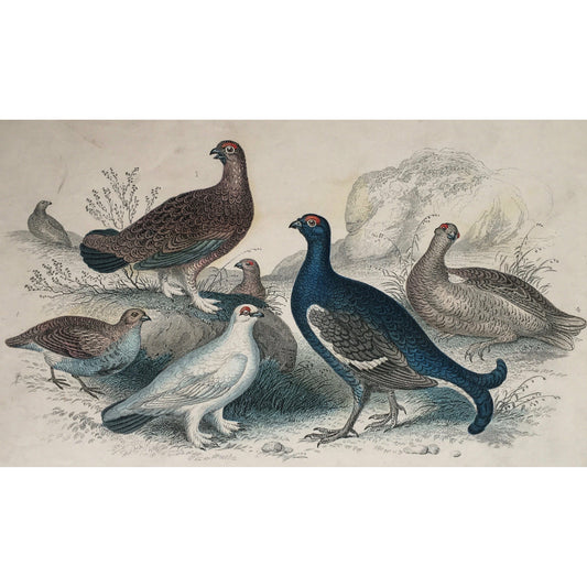 Red Grouse, Grouse, Partridge, Black Cock, Cock, Grey Hen, Hen, Ptarmigan, Bird, Birds, Ornithology, Oliver Goldsmith, Goldsmith, Natural History, Animals, Wildlife, A History of the Earth and Animated Nature, Nature, Blackie & Son, Blackie and Son, 1852, Coloured Colorful, J. Stewart, J. Brown, Stewart, Brown, Antique, Prints, Original, Printmaking, Old Books, 