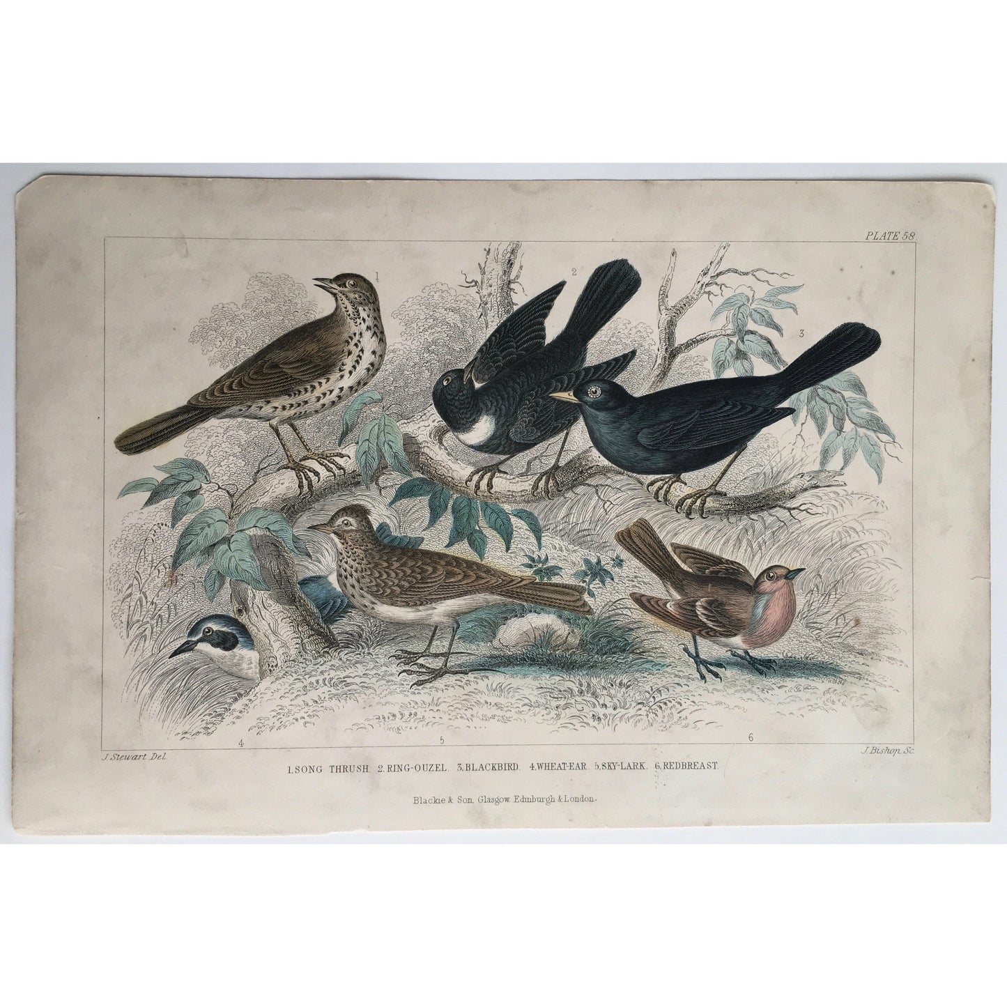Song Thrush, Thrush, Ring-Ouzel, Ouzel, Blackbird, Wheatear, Skylark, Sky-lark, Redbreast, Bird, Birds, Ornithology, Oliver Goldsmith, Goldsmith, Natural History, Animals, Wildlife, A History of the Earth and Animated Nature, Nature, Blackie & Son, Blackie and Son, 1852, Coloured Colorful, J. Stewart, J. Bishop, Stewart, Bishop, Antique, Prints, Historical Prints, Natural History, Old Prints, Old Books, Rare, Collectable, Original,