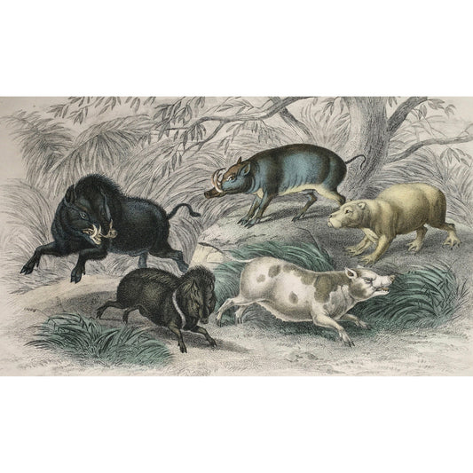 Wild Boar, Boar, Wild, Collared Peccary, Peccary, Chinese Sow, Chinese, Sow, Capibara, Capybara, Babyroussa, Wild animals, Oliver Goldsmith, Goldsmith, Natural History, Animals, Wildlife, A History of the Earth and Animated Nature, Nature, Blackie & Son, Blackie and Son, 1852, Coloured, Colorful, J. Stewart, J. Miller, Stewart, Miller, Antique Prints, Animal Prints, Animal Decor, Home Decor,