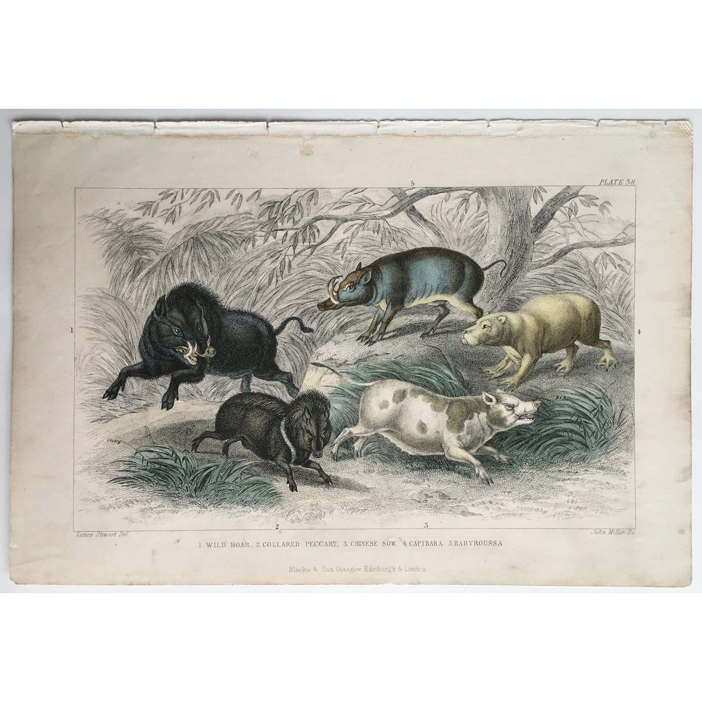 Wild Boar, Boar, Wild, Collared Peccary, Peccary, Chinese Sow, Chinese, Sow, Capibara, Capybara, Babyroussa, Wild animals, Oliver Goldsmith, Goldsmith, Natural History, Animals, Wildlife, A History of the Earth and Animated Nature, Nature, Blackie & Son, Blackie and Son, 1852, Coloured, Colorful, J. Stewart, J. Miller, Stewart, Miller, Antique Prints, Animal Prints, Animal Decor, Home Decor,