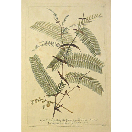 Acacia.  (S2-168)