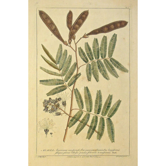 Acacia.  (S2-167)