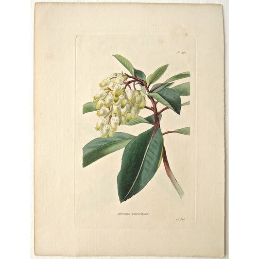 Arbutus serratifolia.  (B6-594)