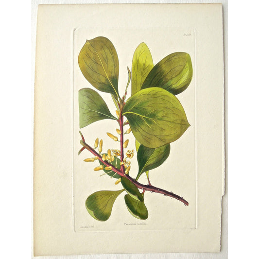 Persoonia latifolia.  (B6-598)