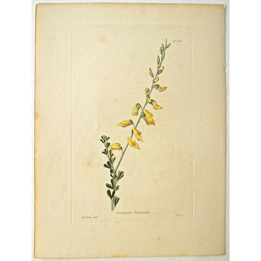 Crotalaria floribunda.  (B6-608)