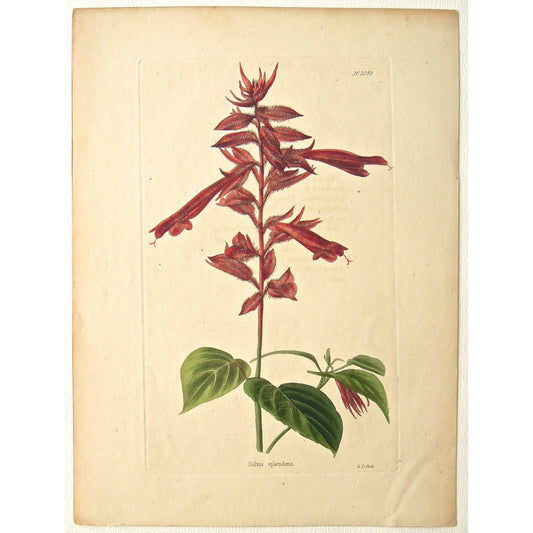 Salvia splendens.  (B6-610)