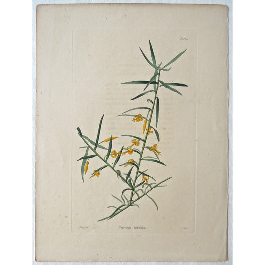Persoonia flexifolia.  (B6-615)