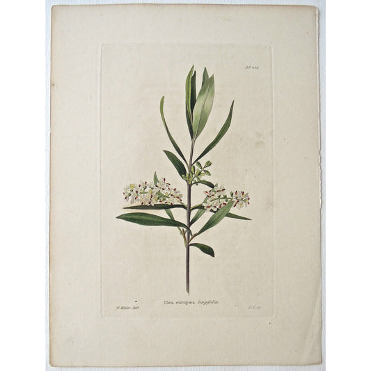 Olea europaea longifolia.  (B6-620)