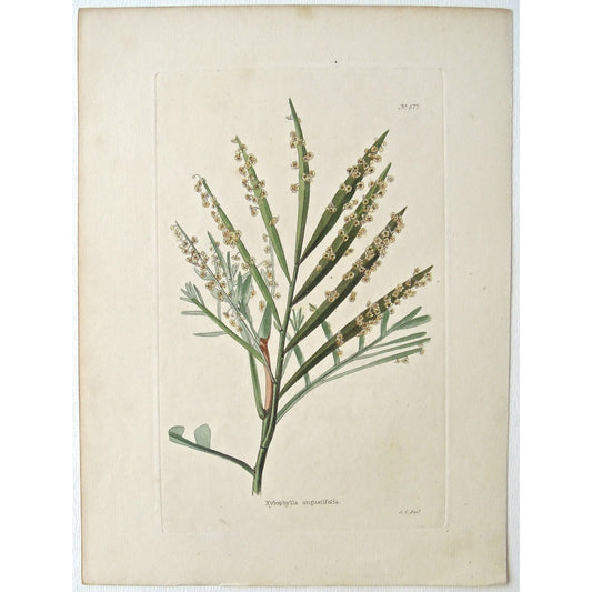Xylophylla angustifolia.  (B6-626)