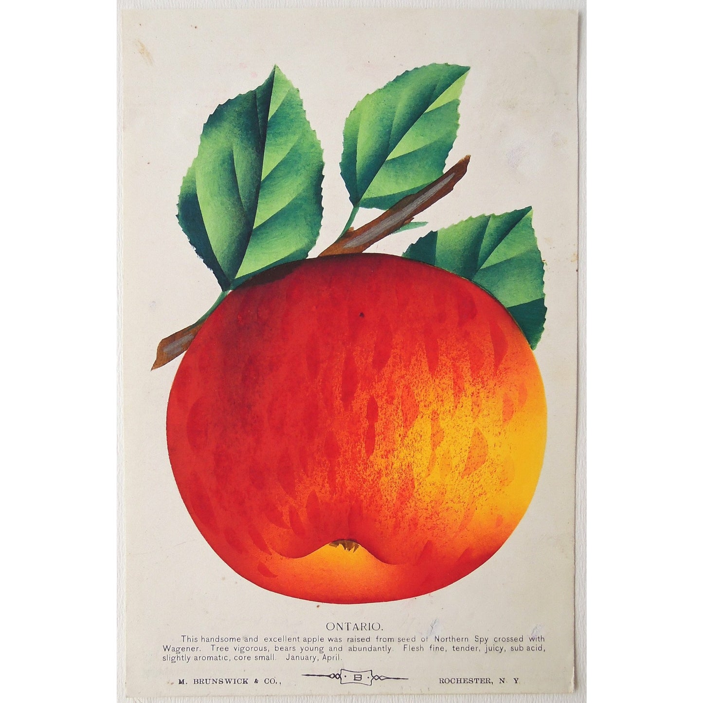 Apple, Apples, Fruit, Fruits, Tree fruit, Flower, Flowers, Botanical, Botanicals, Botany, Garden, Flores, Fleur, Fleurs, Ontario, bright, colourful, Nurserymen's Sample Book, Rochester NY, M. Brunswick & Co., Antique Prints, Botanical Prints, Fruit Prints,