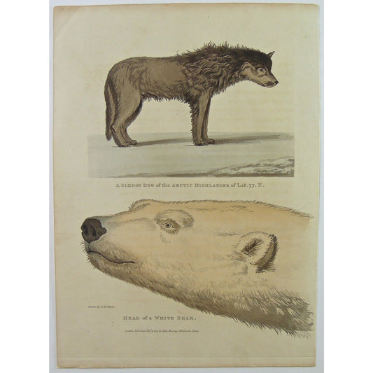 A Sledge Dog of the Arctic Highlander of Lat.77.N. / Head of a White Bear.  (B3-4)