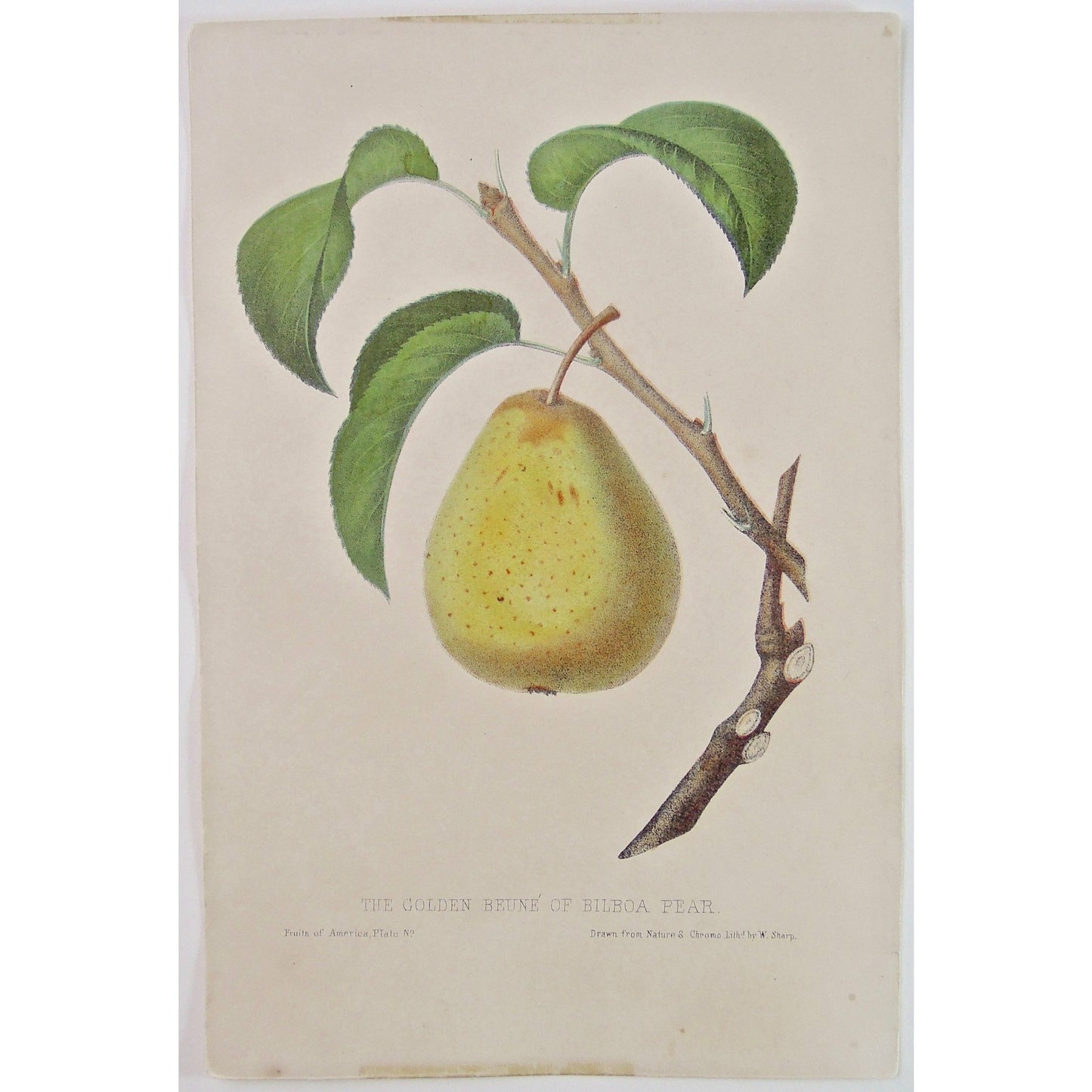 The Golden Beuné of Bilboa Pear. (B6-448)