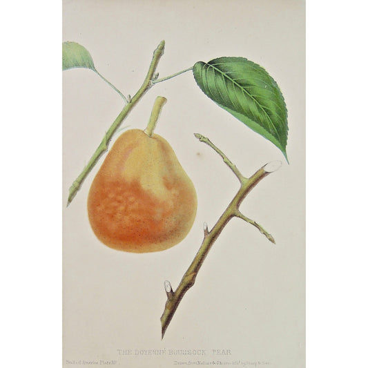 The Doyenné Boussock Pear.  (B6-449)