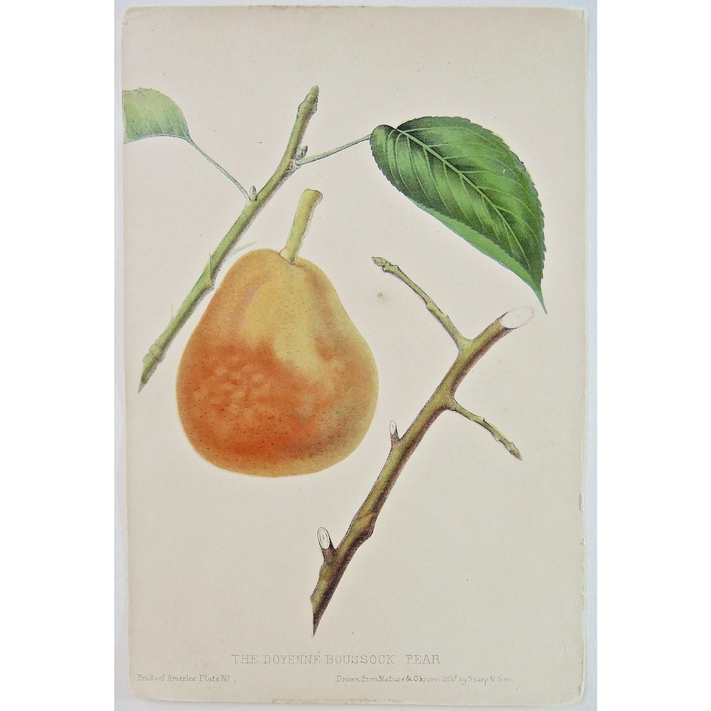 The Doyenné Boussock Pear.  (B6-449)