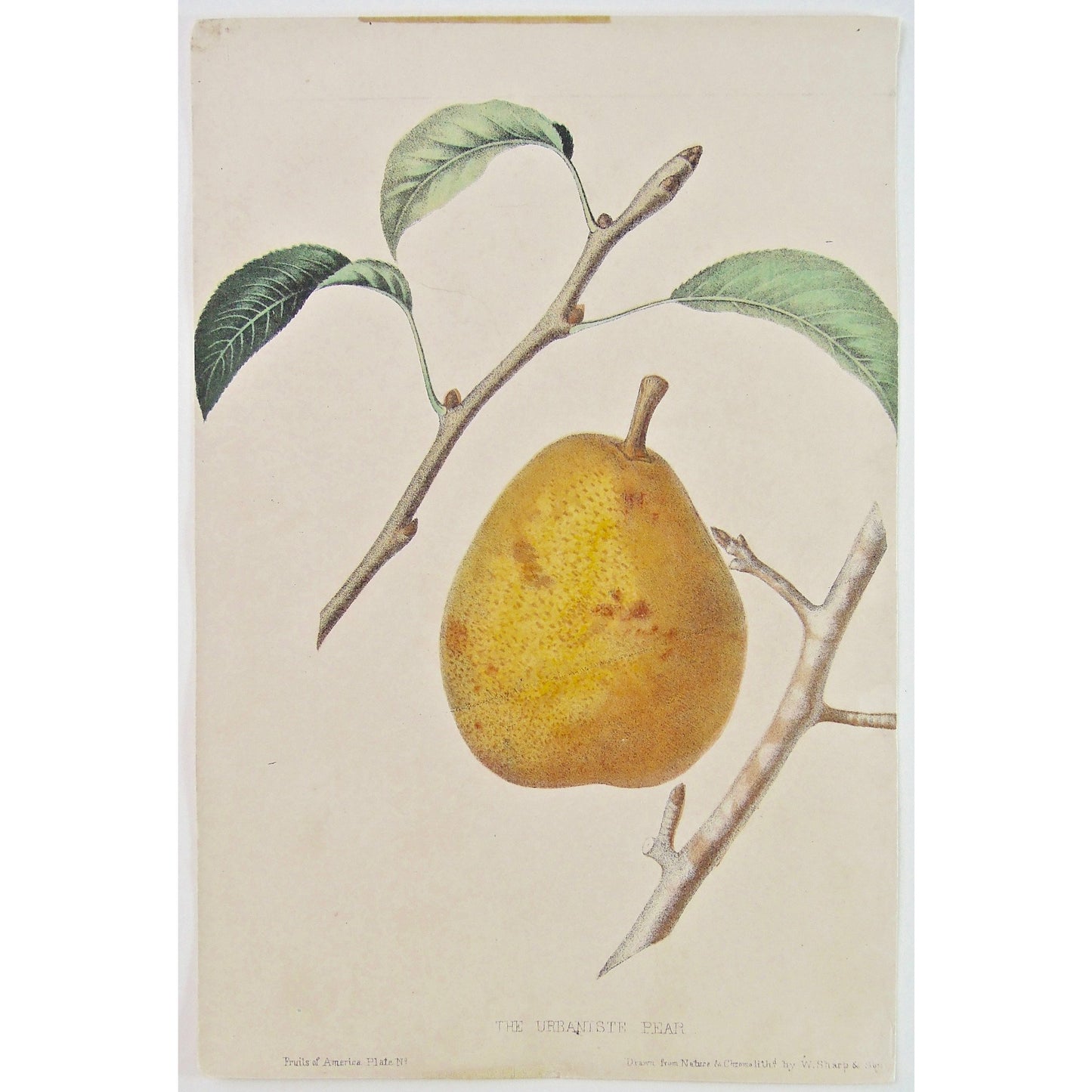 The Urbaniste Pear. (B6-450)