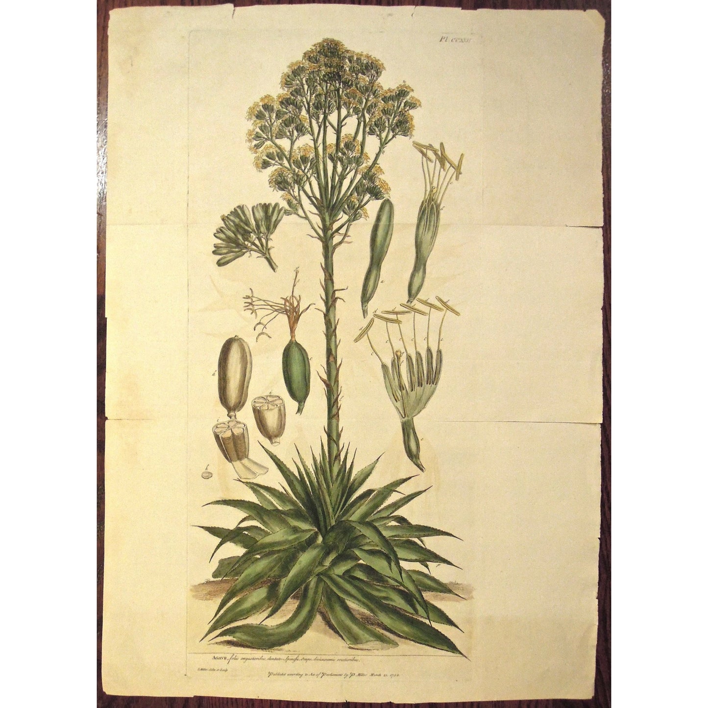 Agave.  (S2-196)