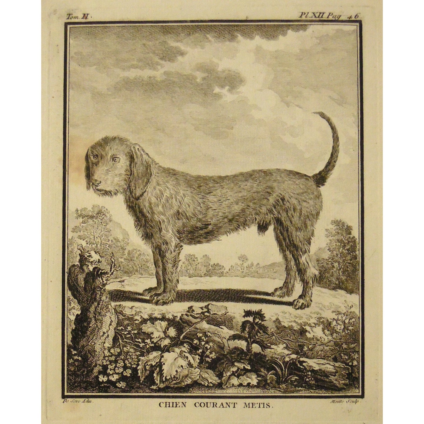 Chiens Courant Metis. (B7-15)