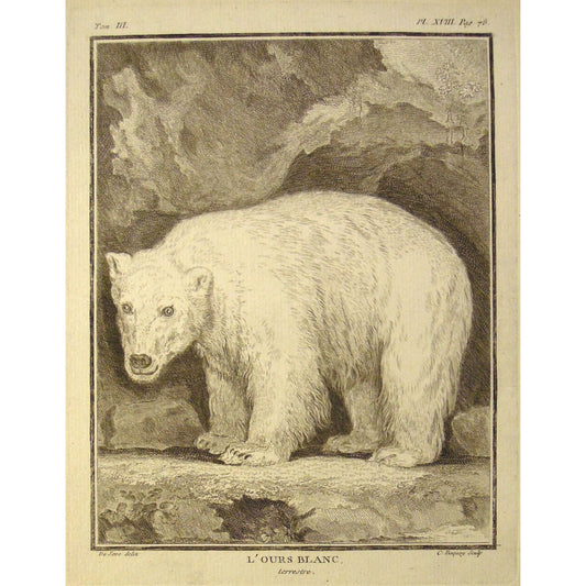 L'Ours Blanc, terrestre.  (B7-26)