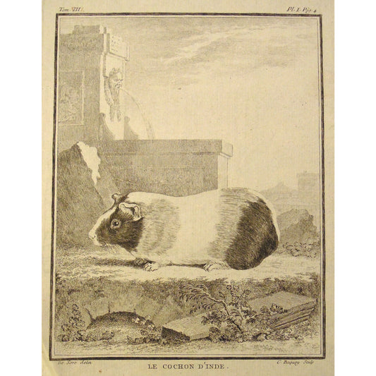 Le Cochon D'Inde.  (B7-27)